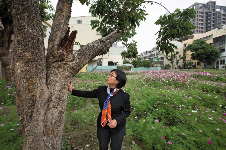都市化為傳統農村帶來改變，江鳳英先生家族的老地也將改建華廈，看著先生兒時種下的大樹，江鳳英顯得感觸良多。