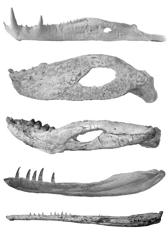 Jaws from (top to bottom): Cretaceous crocodilians Kaprosuchus (image by Carol Abraczinskas), Simosuchus, Mariliasuchus (courtesy of American Museum of Natural History), and Jurassic to Cretaceous crocodilians Dakosaurus and Cricosaurus (courte