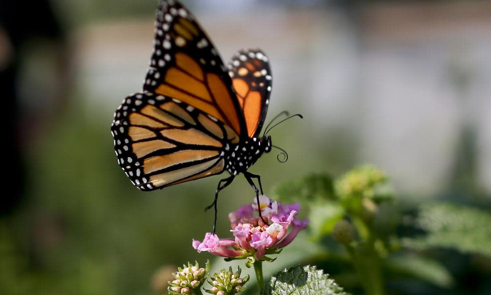 <span>Photograph: Gregory Bull/AP</span>