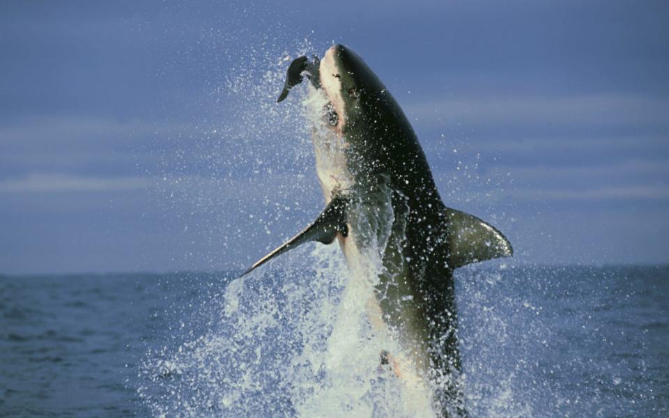 PR problems: a great white breaching the ocean surface - Richard Packwood