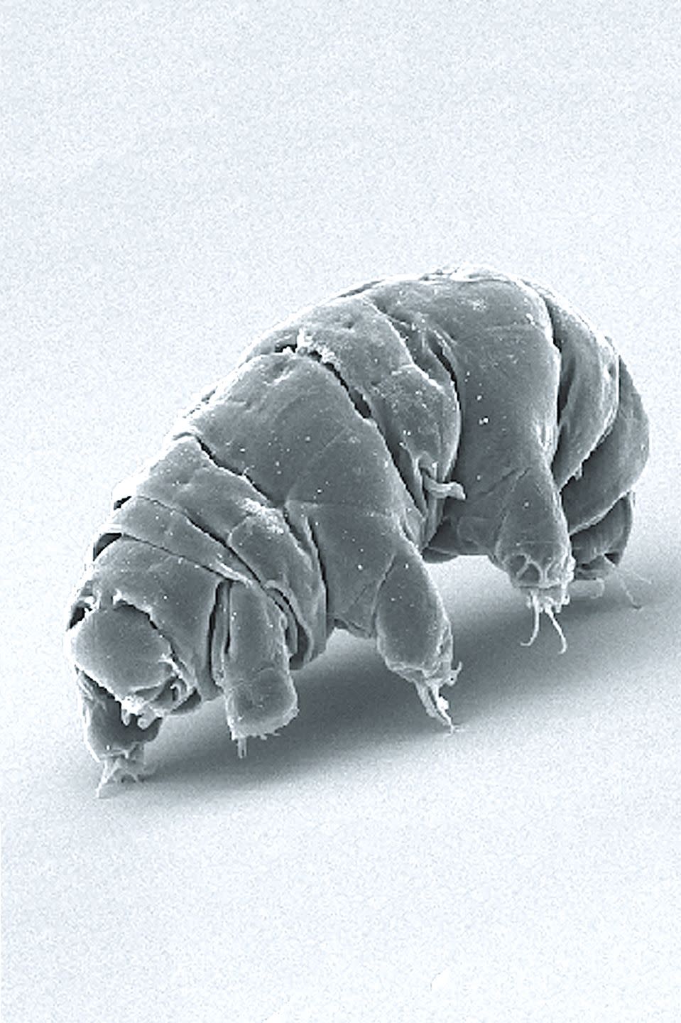 <p>This microscopic animal is one the world's smallest animals, measuring in at 1.5mm. But it's been found to survive in the most extreme conditions, including the bottom of the ocean and Mount Everest. Tardigrades are also the first animal to survive in space. Scientists believe it’s due to the fact they can survive extreme drying, going into a type of hibernation state before being rehydrated.</p>