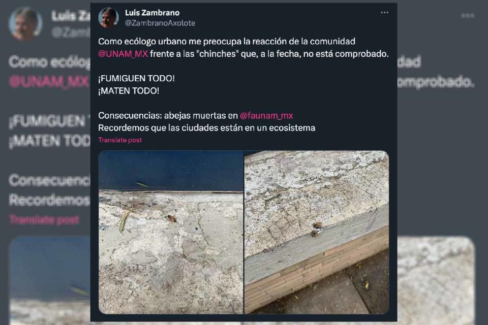 El ecólogo de la UNAM Luis Zambrano insiste que, hasta la fecha, no se ha comprobado la presencia de chinches en CU, sin embargo ya se hicieron fumigaciones que dañan a animales polinizadores de la zona. 