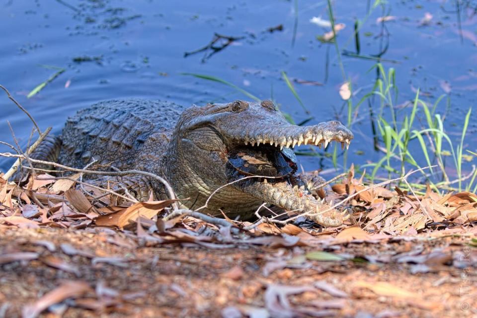 Photographer Tissa Ratnayeke snapped photos of a freshwater croc munching on a yellow-faced turtle at Fogg Dam Conservation Reserve east of Darwin over Easter. Source: Facebook/ Tissa Ratnayeke 