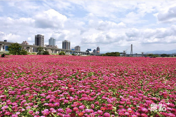 坐捷運賞花趣 1公頃百里草花海桃紅盛放