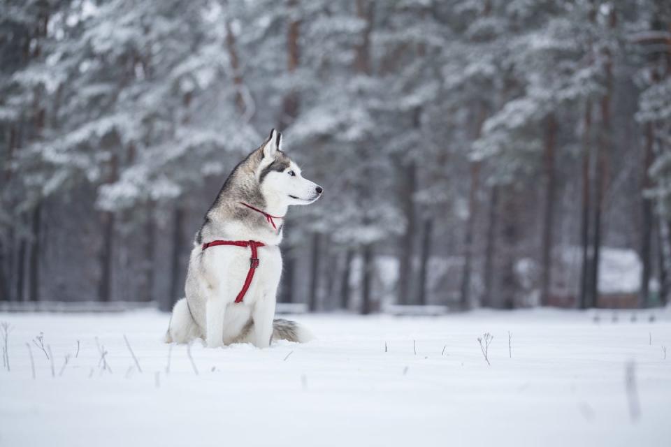 <p>Smaller than Alaskan Malamutes, Huskies love living as a pack — either with a human family or with other dogs. They're energetic pets ready to run (or chase), but an innate friendliness also makes them one of the <a href="https://www.goodhousekeeping.com/life/pets/news/g3291/best-dog-breeds/" rel="nofollow noopener" target="_blank" data-ylk="slk:most popular breeds;elm:context_link;itc:0;sec:content-canvas" class="link ">most popular breeds</a>. <br></p><p><strong>Weight: 35-60 pounds</strong></p>