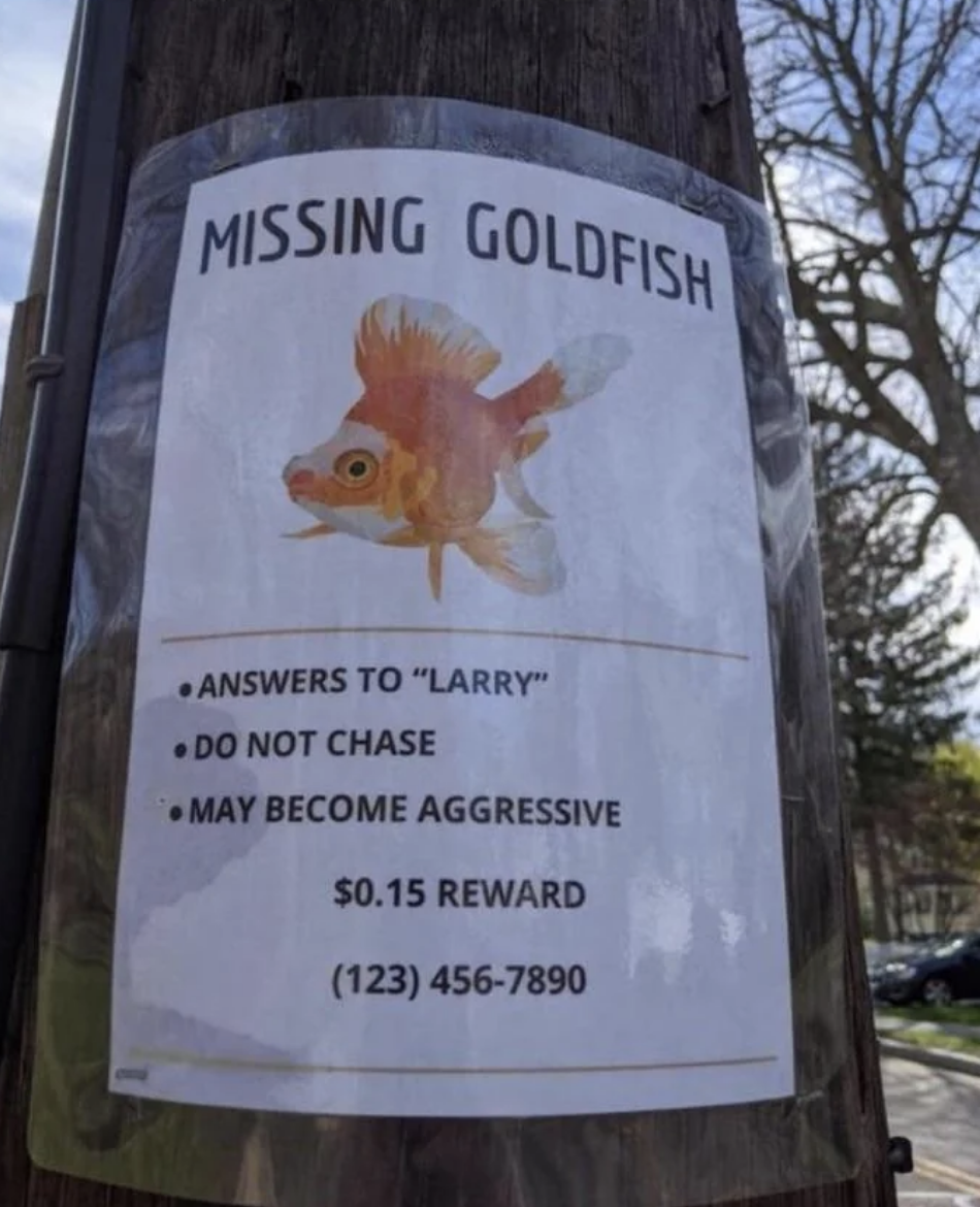 Missing goldfish poster taped to a pole. Text reads: 