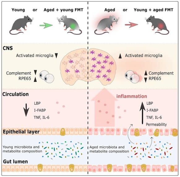 Graphical Abstract