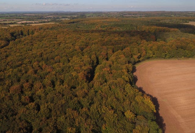 Woodlands from above