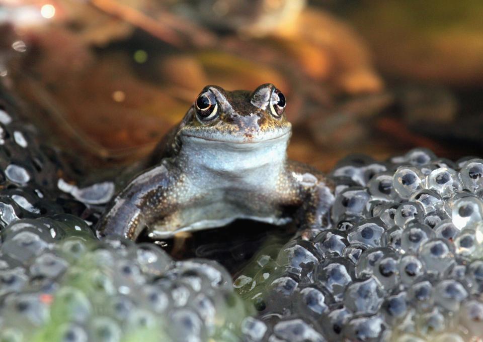 CLOSE UP OF A FROG FACING CAMERA WITH LARGE MASS OF FROG SPAWN IN THE FORE GROUND.