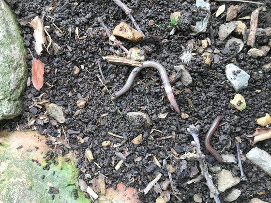 Jumping worms can be identified by the whitish colored band, completely encircling the worm’s body, close to its head and worm infested soil that looks like coffee grounds.