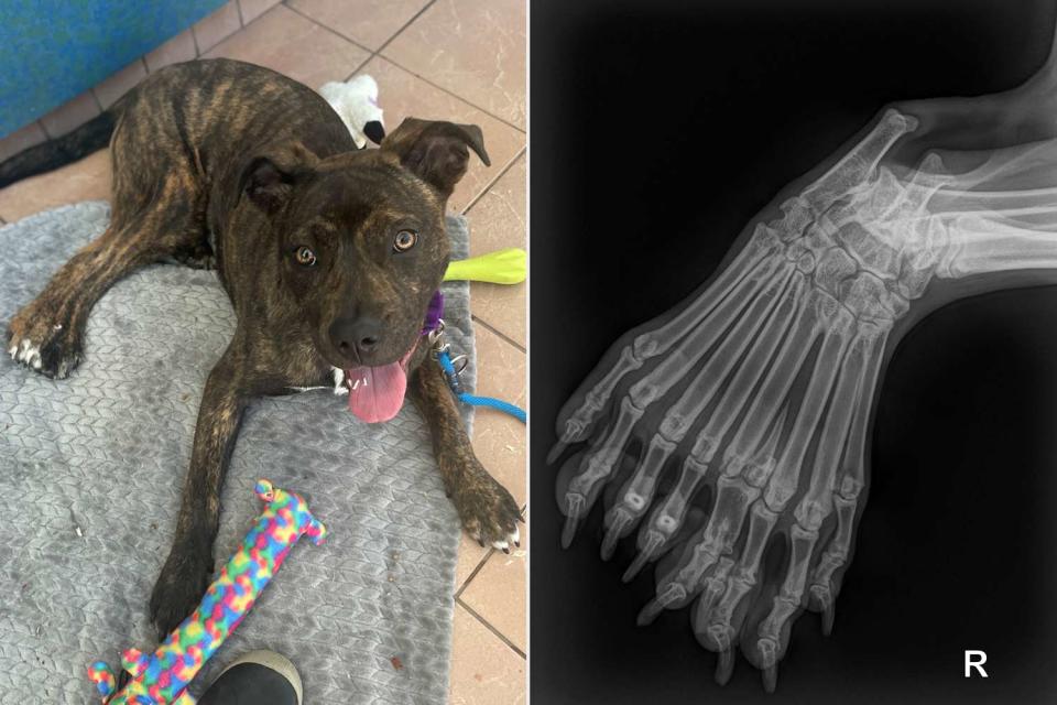 <p>Wisconsin Humane Society</p> Puppy with 5 legs and 9 toes available for adoption at Wisconsin Humane Society (left) and an x-ray of her affected leg