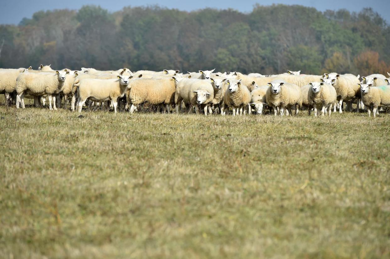 Un troupeau de mouton en 2018 (photo d'illustration) - JEAN-CHRISTOPHE VERHAEGEN / AFP