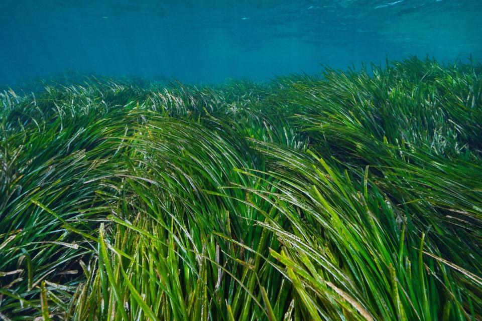 Praderas marinas de la especie Posidonia oceánica.