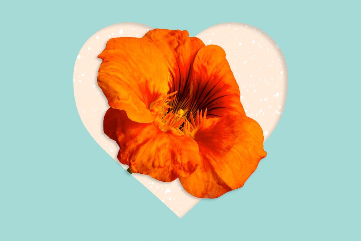 Ann orange flower coming out of the cut out of a heart