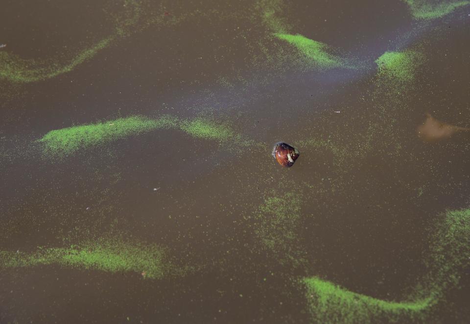 Algae is seen in the Pahokee Marina on Thursday, September 9, 2021.