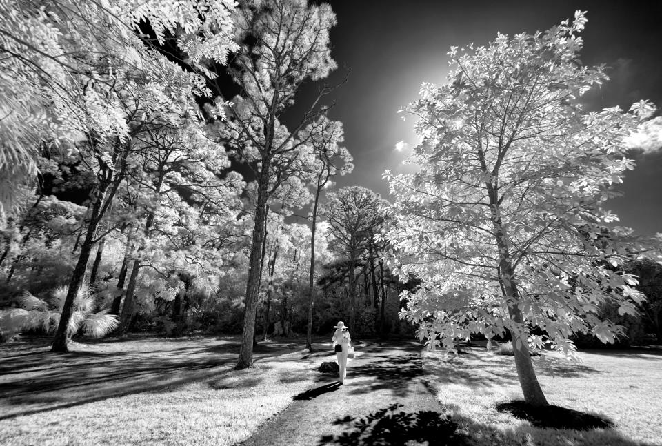 A visitor strolls under the trees at the Morikami Museum and Japanese Gardens in Delray Beach. Photograph made with a camera converted to infrared.