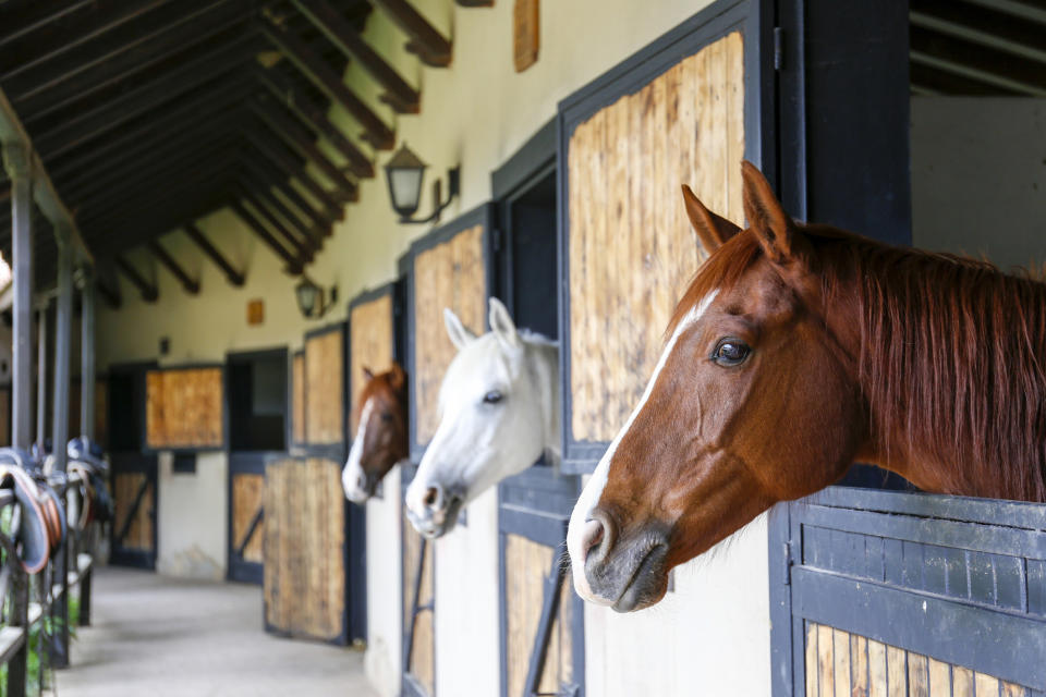 Horses in a stable.