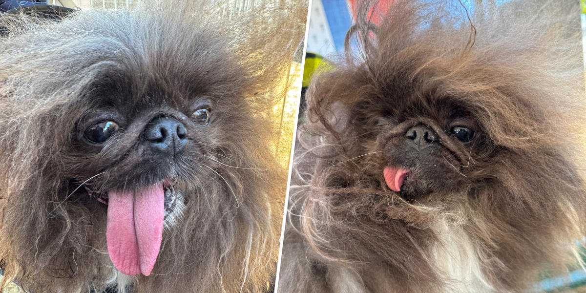 The winner of the 2024 ‘World’s Ugliest Dog’ contest has been announced