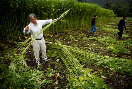 Yoshihisa Omori (L), owner of Japan's largest legal marijuana farm, harvests marijuana plants to extract the hemp fiber that is often used in traditional Japanese clothes and accessories, at his farm in Kanuma, Tochigi prefecture, Japan July 5, 2016. REUTERS/Issei Kato