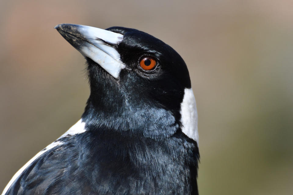 A menacing looking magpie bird