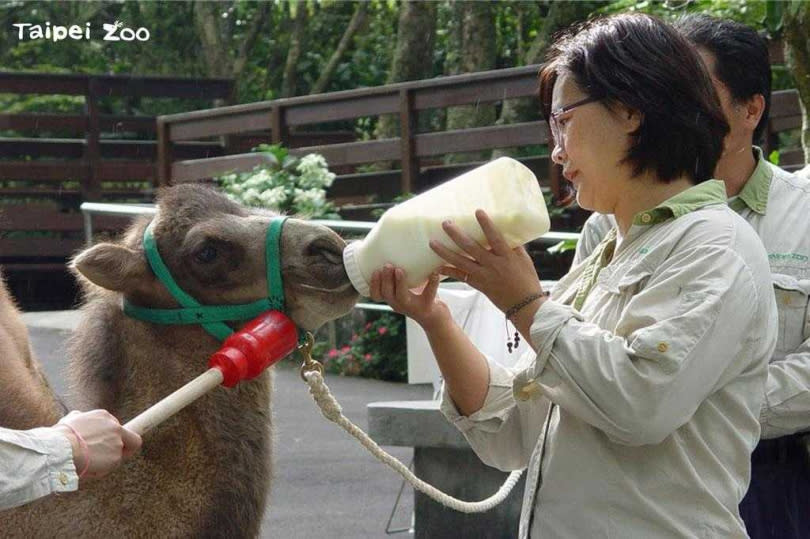   2024年5月12日台北市／台北市立動物園雙峰駱駝「煙雨」於2024年5月12日下午3點17分離世。（圖／台北市立動物園提供／中國時報劉瑋晴台北傳真）