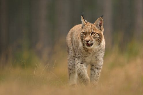 <span class="caption">A Eurasian lynx (_Lynx lynx_) in a woodland in the Czech Republic.</span> <span class="attribution"><a class="link " href="https://www.shutterstock.com/image-photo/eurasian-lynx-natural-environment-taken-czech-1626061564" rel="nofollow noopener" target="_blank" data-ylk="slk:Lubomir Novak/Shutterstock;elm:context_link;itc:0;sec:content-canvas">Lubomir Novak/Shutterstock</a></span>