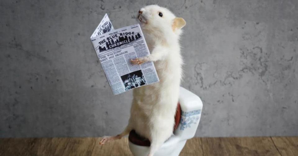Taxidermy mouse reading newspaper on toilet