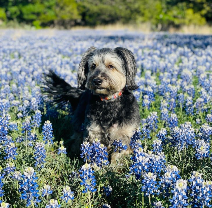 Schulz the dog enjoying the bluebonnets (Courtesy: Israel Castillo)