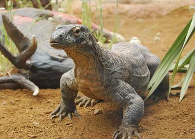 <b>Modern lizards, like this Komodo dragon at the London Zoo, have a sprawling gait.</b> Getty Images