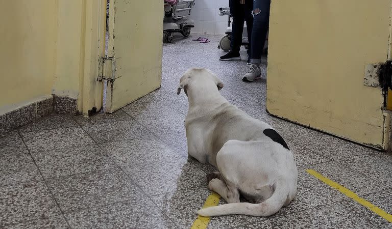 Fue internada de urgencia, su mascota fue a verla al hospital y la imagen se volvió viral: “Es su compañera de vida”. Foto/Twitter @legnarrow