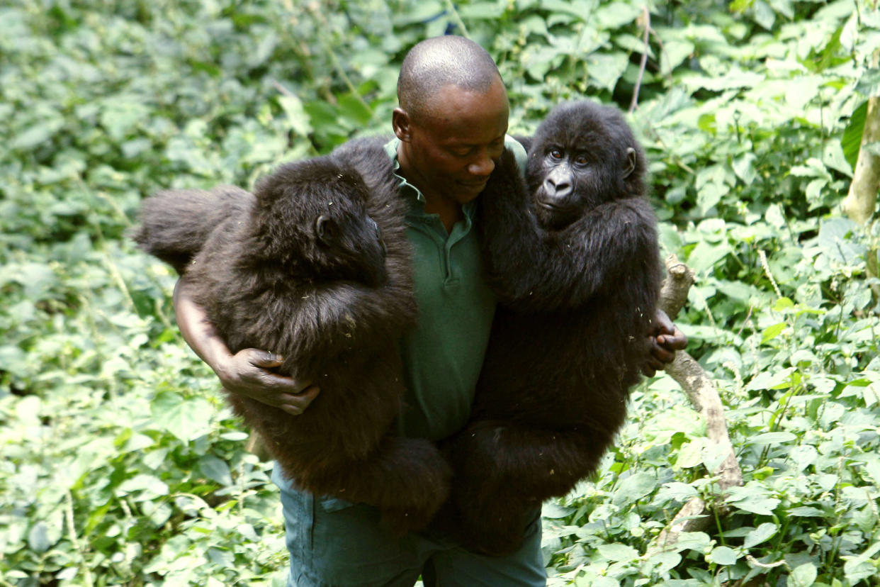 A Virunga park ranger seen in 2010. Rangers are often killed in the line of duty defending the region's critically endangered mountain gorillas. (Photo: Finbarr O'Reilly / Reuters)