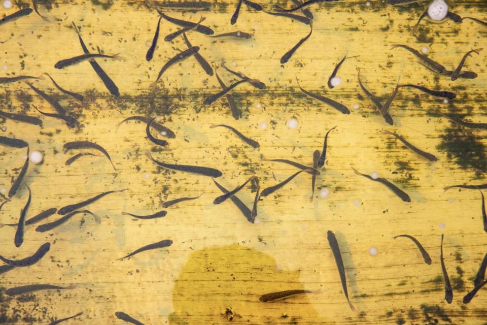 Fish swim against a yellow background.