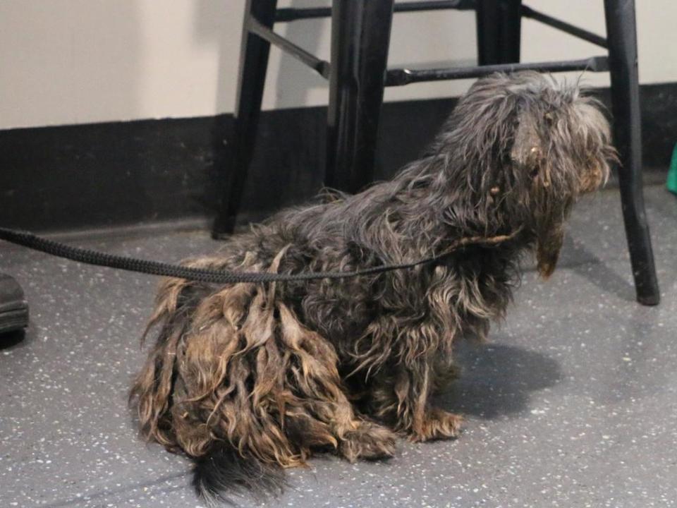 The owner of this shih-tzu named Emma was fined $3500 and banned from owning pets for five years after being found guilty of animal cruelty after the dog was not groomed for months.