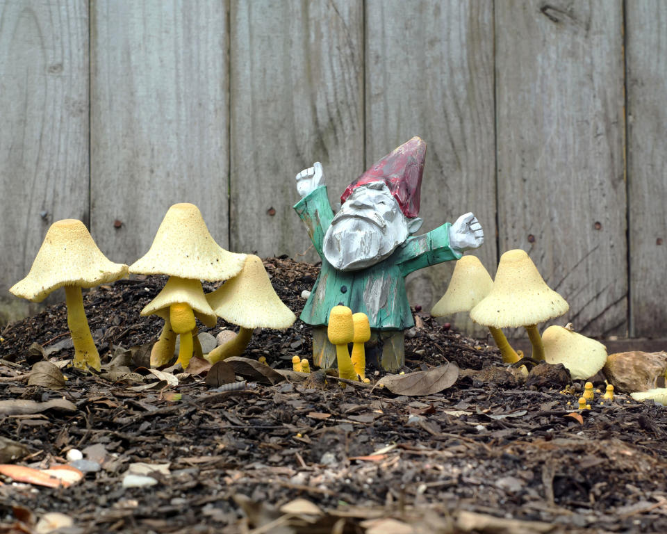 12. Grow your own mushroom garden