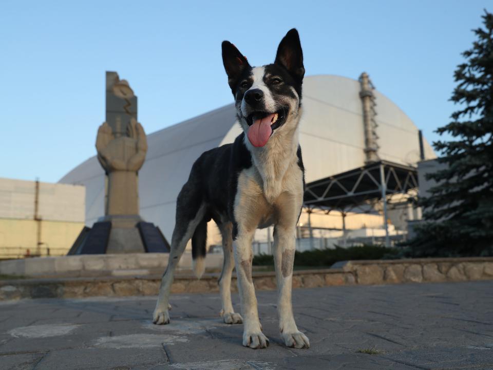 A stray dog stands at a monument outside the new, giant enclosure that covers devastated reactor number four at the Chernobyl nuclear power plant on August 18, 2017 near Chernobyl, Ukraine