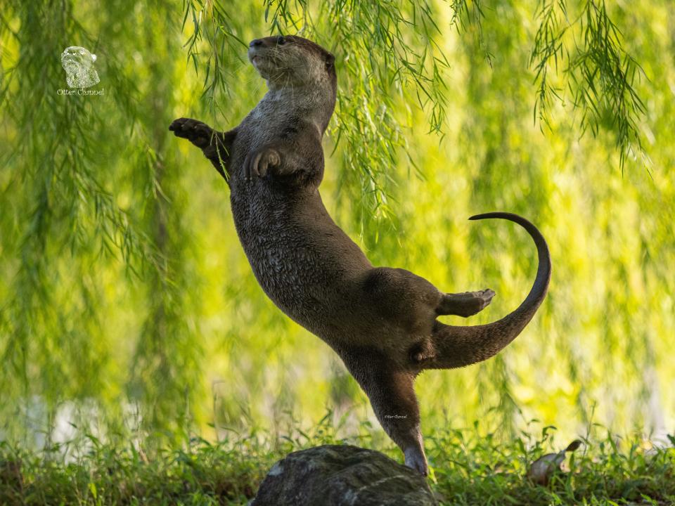 An otter standing on one leg with its other legs outstretched.