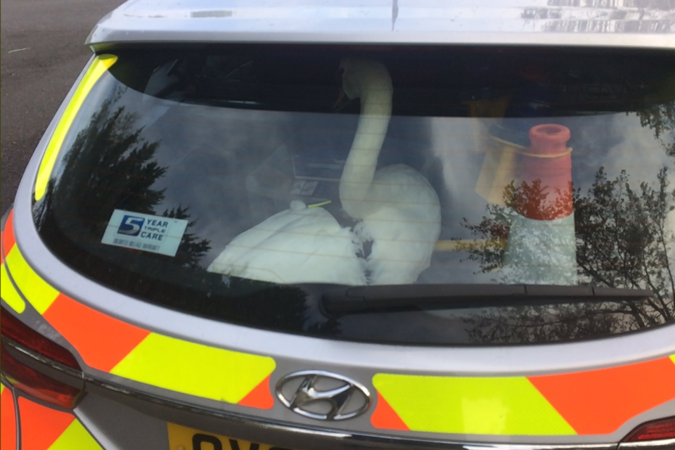 The swan was put in a police patrol car: @CambsCopsSC