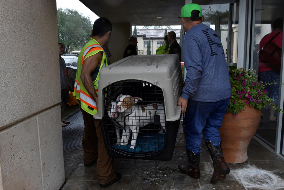 Rescued dogs are taken to an evacuation center in Bellaire, a city within the Houston metropolitan area. (Photo: Nick Oxford / Reuters)