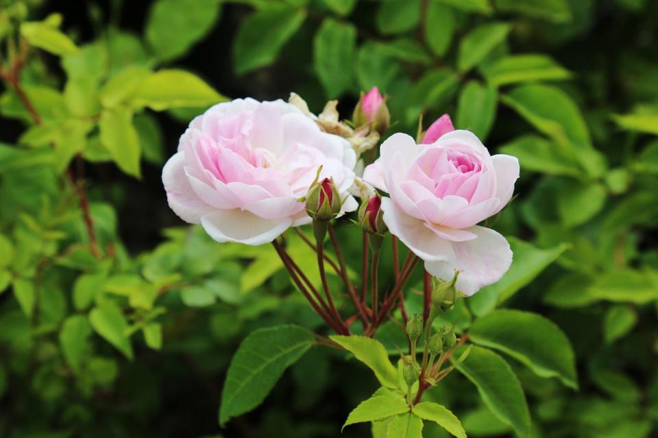 9) Blush Noisette Rose