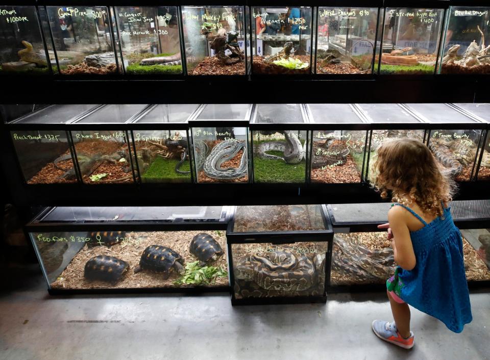 Guests check out reptiles of all shapes and sizes at the 2020 National Reptile Breeders Expo at the Ocean Center in Daytona Beach. The event returns Aug. 19 and 20 to the Ocean Center.