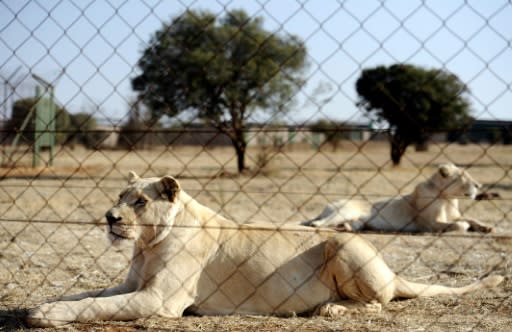 Trophy hunting of lions bred in captivity is a $36-million industry in South Africa