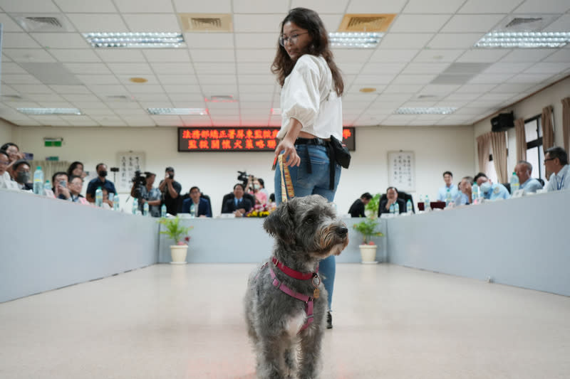 屏東監獄推關懷犬計畫  導聾犬胖比進場示範 屏東監獄推動「監獄關懷犬」計畫，投入動物治療與 犬隻照養專業培訓，國立屏東科技大學「工作犬訓練 中心」講師級研究員羅書姍（前）14日帶領導聾犬梗 犬「胖比」在屏東監獄示範技能。 中央社記者黃郁菁攝  113年5月14日 