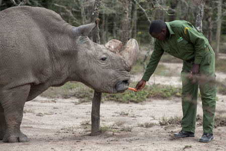 Sudan, the last male northern white rhino, is fed by a warden at the Ol Pejeta Conservancy in Laikipia national park, Kenya, May 3, 2017, about a year before his death. REUTERS/Baz Ratner/Files
