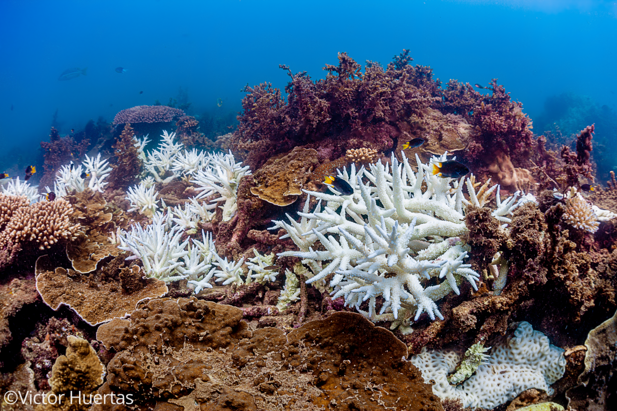 ARC Centre of Excellence for Coral Reef Studies