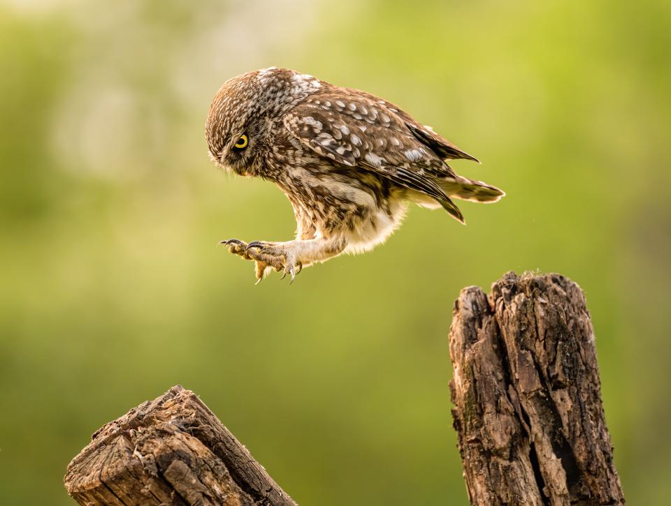 An owl leaps from one piece of a tree trunk to another