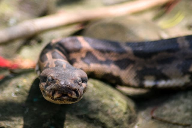 Indian Python