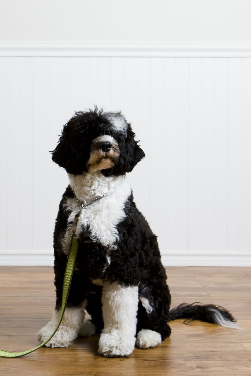 20) Portuguese Water Dog