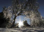 An ice encrusted tree glistens in the setting sun in Earl Bales Park following an ice storm in Toronto, December 24, 2013. REUTERS/Gary Hershorn (CANADA - Tags: ENVIRONMENT TPX IMAGES OF THE DAY)