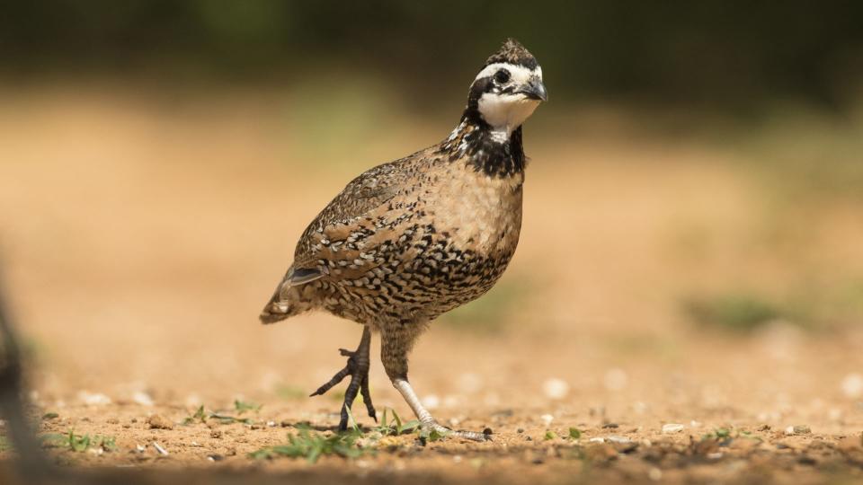 Quail