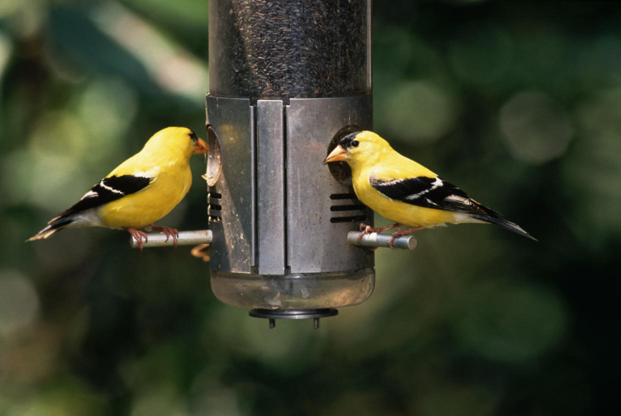 American Goldfinches at Bird Feeder